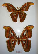 Image of atlas moth