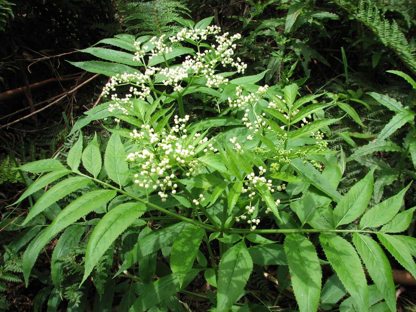 Image of Sambucus gaudichaudiana DC.