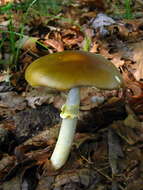 Image of Amanita flavorubens