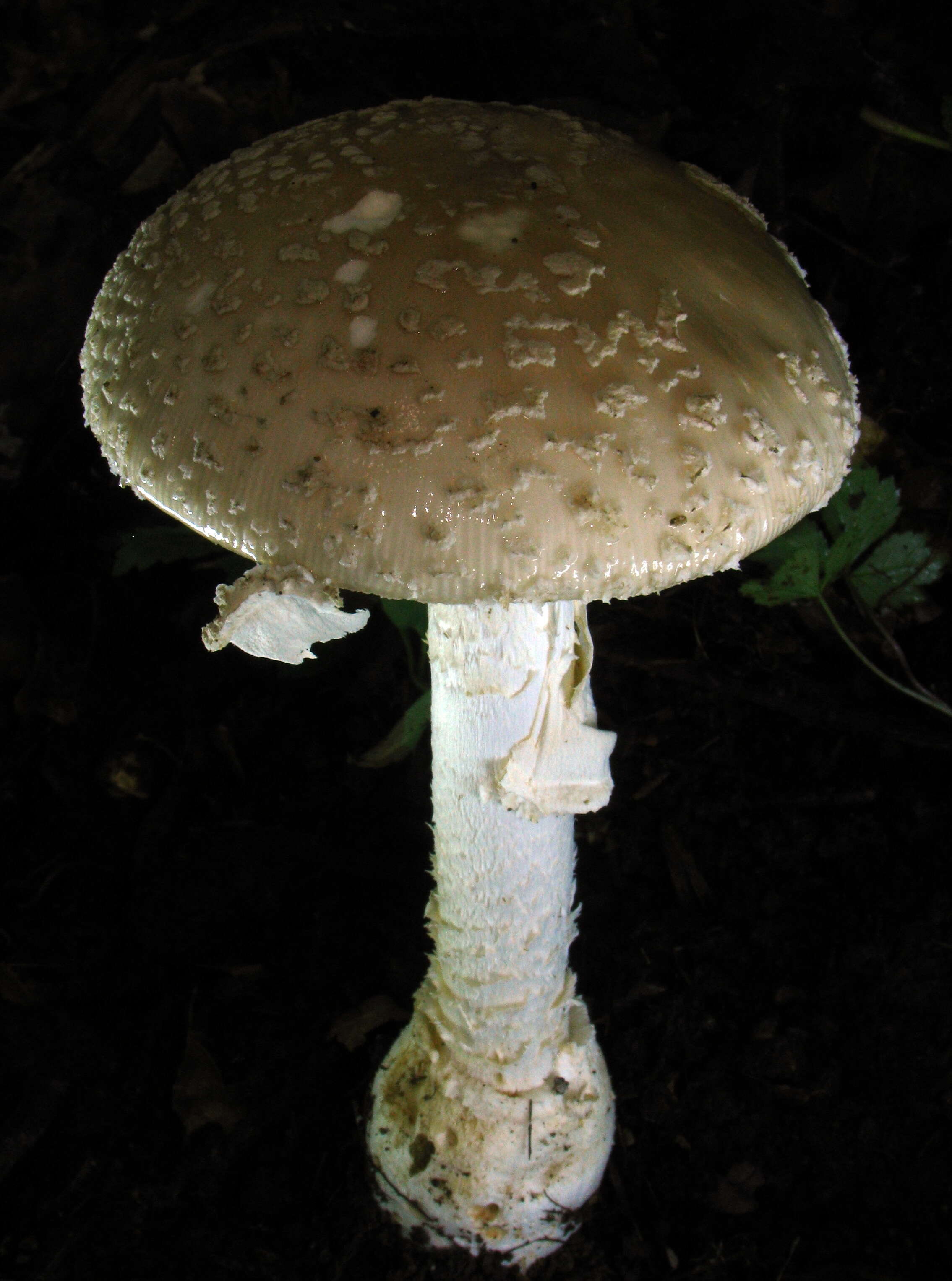 Image de Amanita multisquamosa Peck 1901