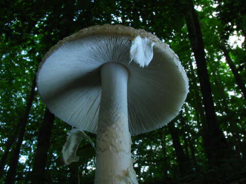 Image de Amanita multisquamosa Peck 1901