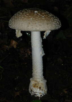 Image de Amanita multisquamosa Peck 1901