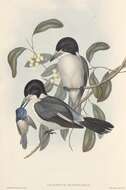 Image of Butcherbird