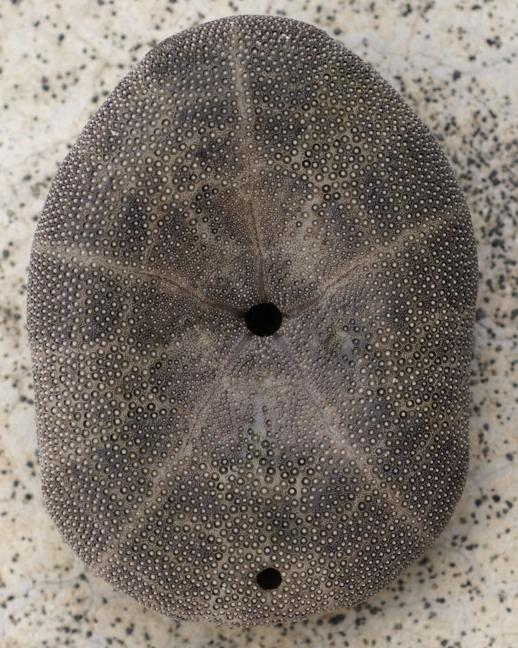 Image de Clypeaster reticulatus (Linnaeus 1758)