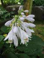 Image de Hosta sieboldiana var. sieboldiana