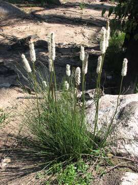 Image of Xanthorrhoea minor R. Br.