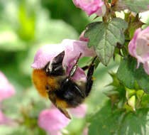 Image of Bombus consobrinus Dahlbom 1832