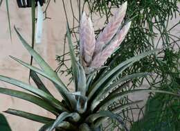 Tillandsia chiapensis C. S. Gardner resmi