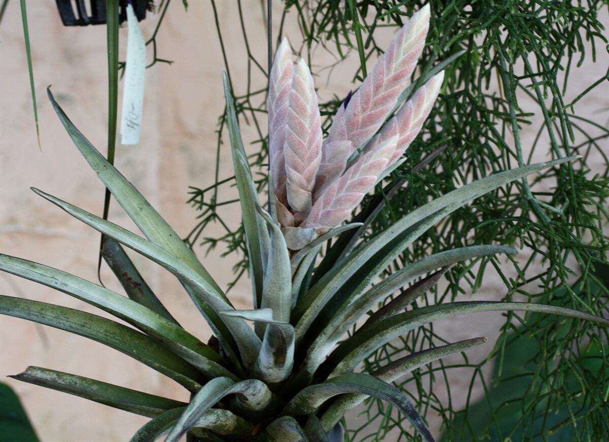 Image of Tillandsia chiapensis C. S. Gardner