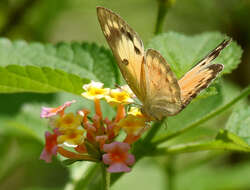 Colotis amata (Fabricius 1775)的圖片