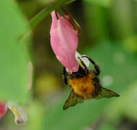 Image of Bombus consobrinus Dahlbom 1832