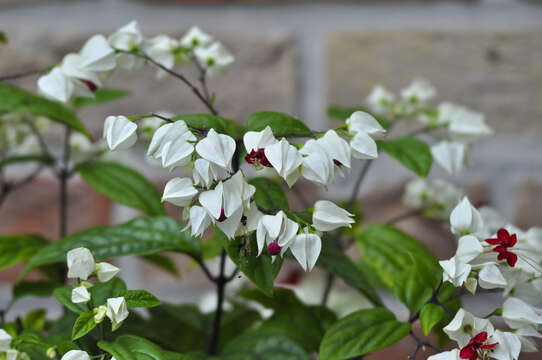 Слика од Clerodendrum thomsoniae Balf. fil.