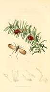 Imagem de Empis borealis Linnaeus 1758