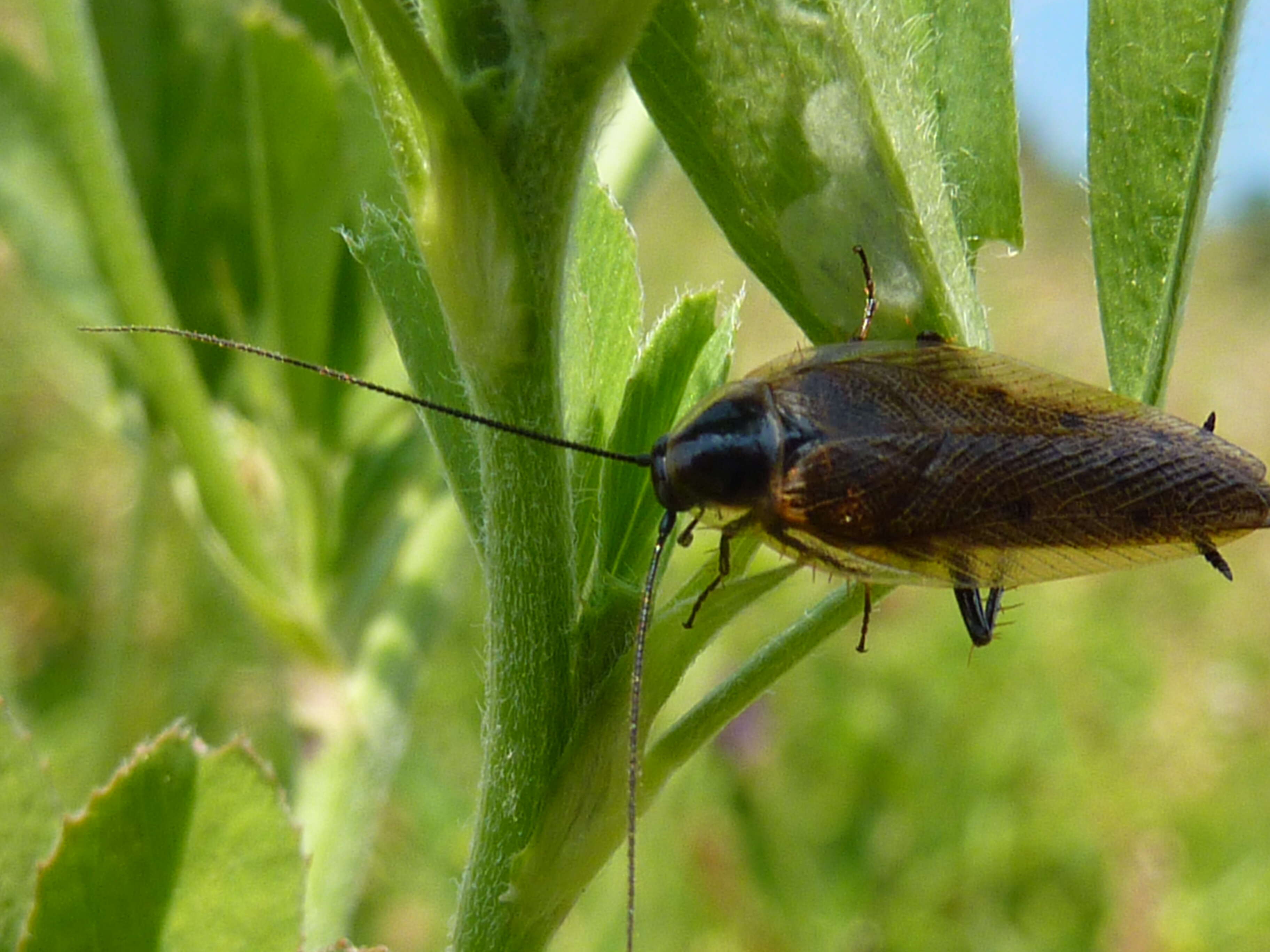 Imagem de Ectobius (Ectobius) lapponicus (Linnaeus 1758)