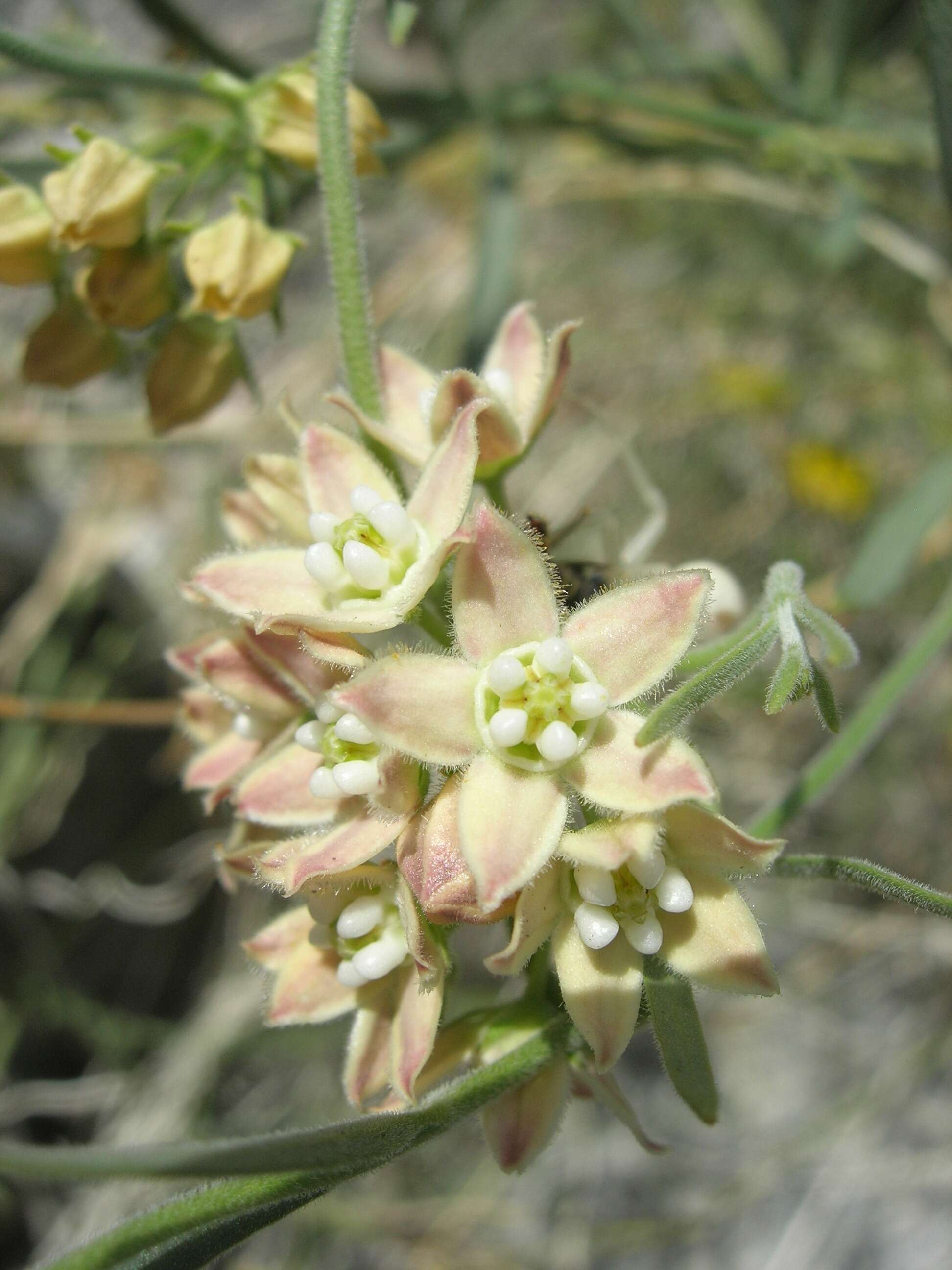 Image of hairy milkweed