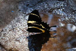 Image of Papilio garamas Geyer 1829