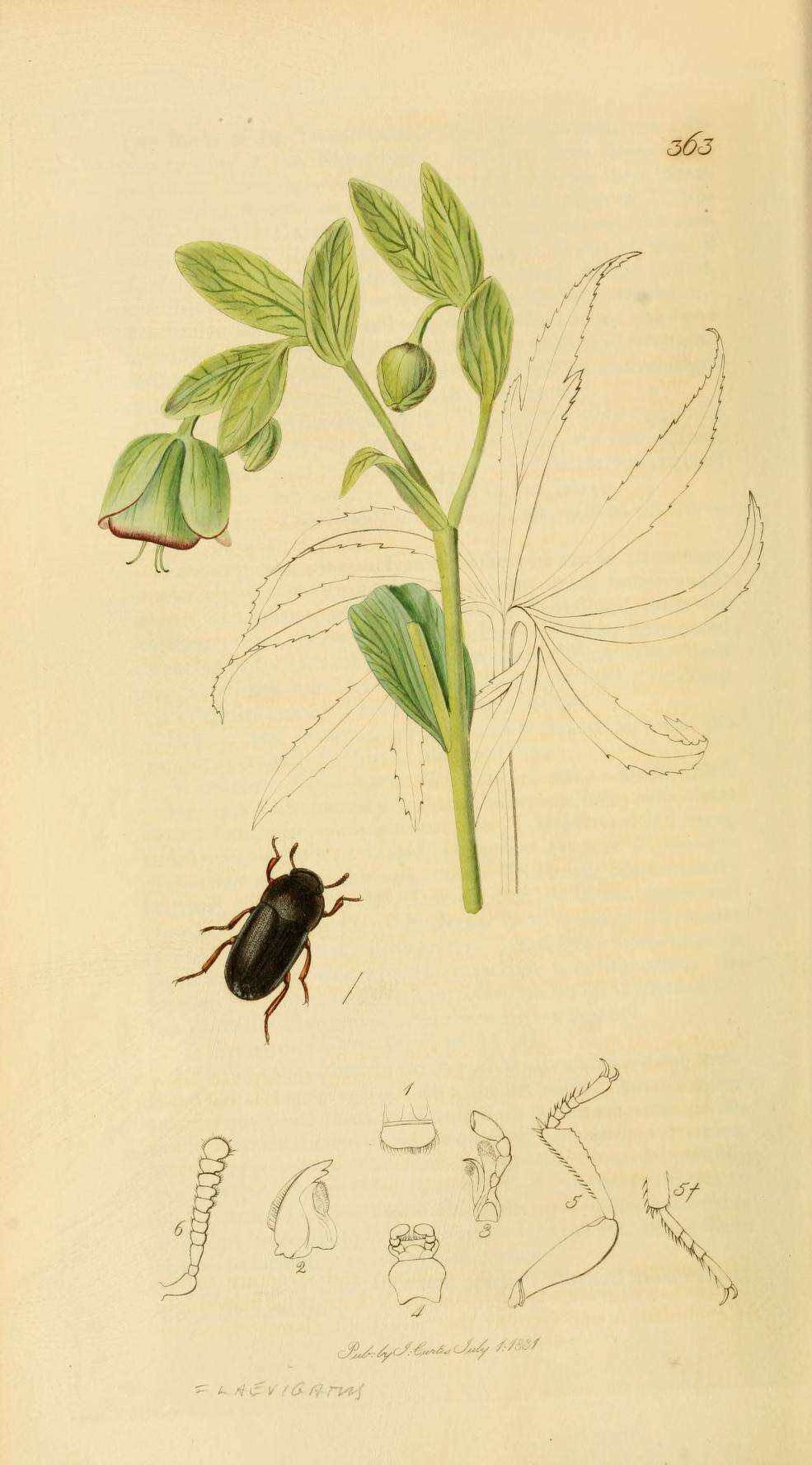 Image of Black fungus beetle