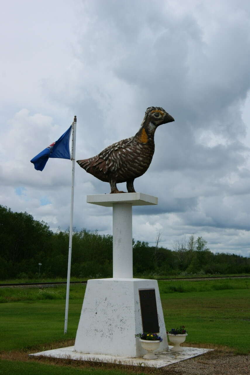 Image of Greater Prairie Chicken