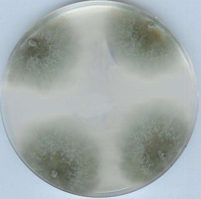 Image of Filamentous fungus
