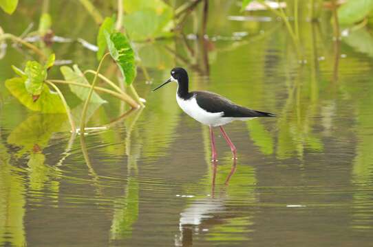 Image of Hawaiian stilt