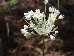 Image of Allium flavum subsp. flavum