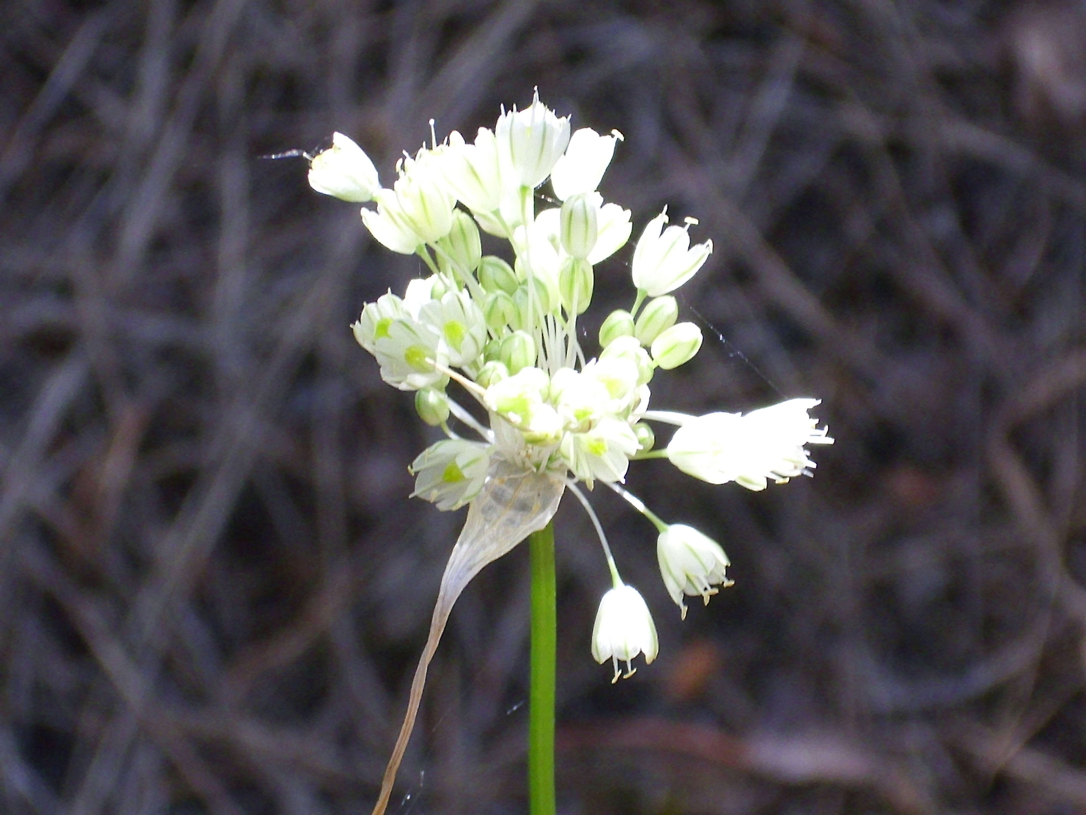 Image of Allium flavum subsp. flavum