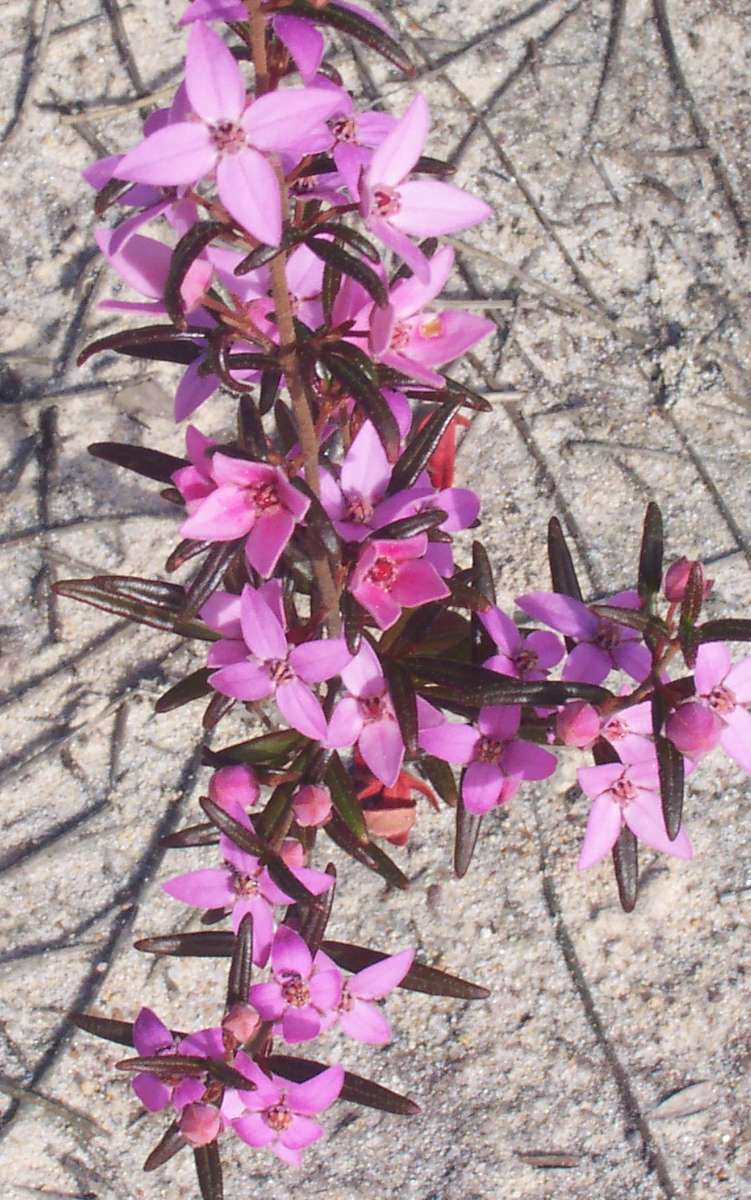 Image of showy boronia