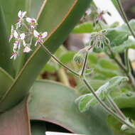 Image of Pelargonium tomentosum Jacq.