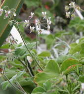 Image of Pelargonium tomentosum Jacq.