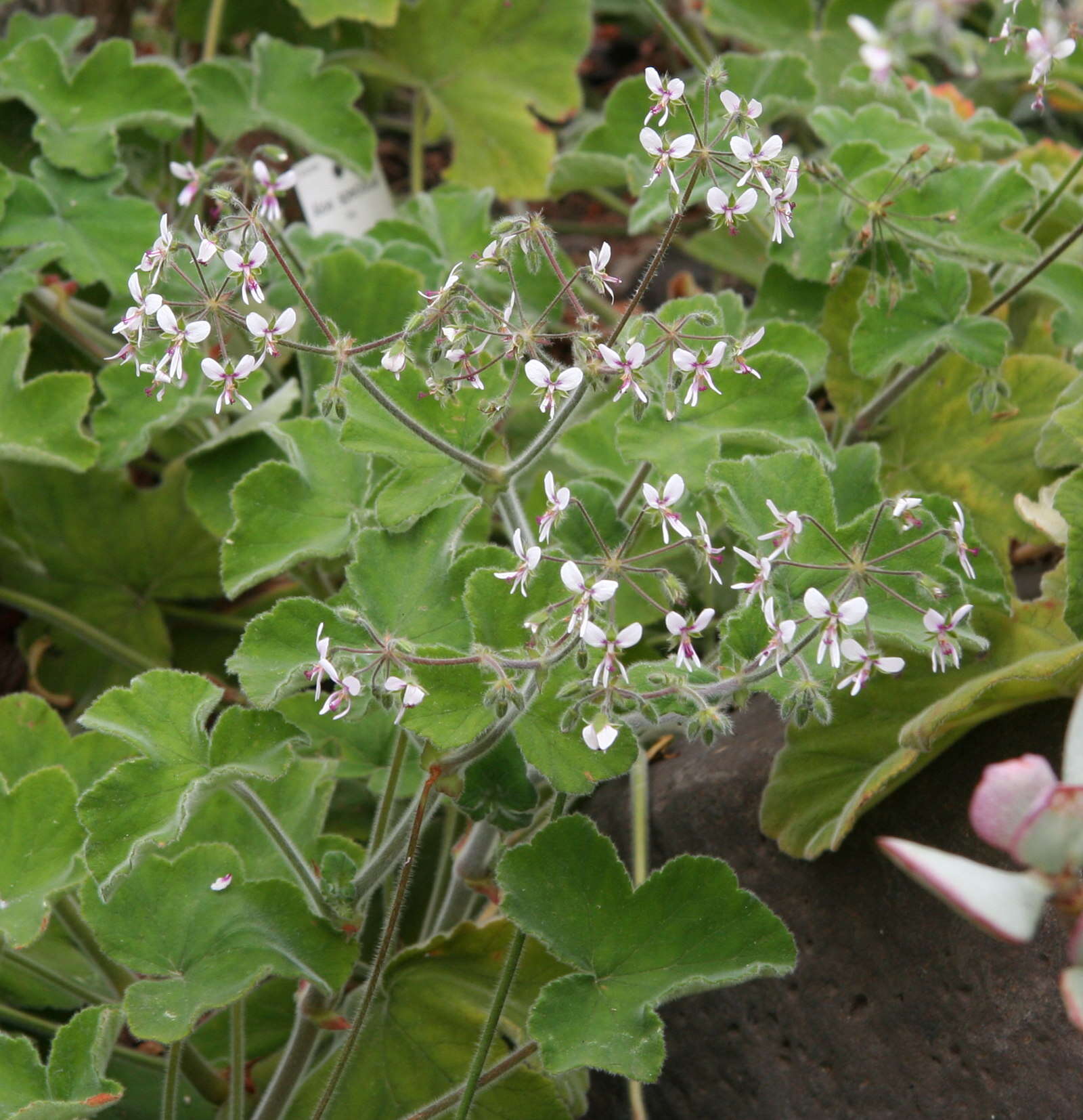 Image of Pelargonium tomentosum Jacq.