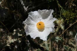 Image of flatbud pricklypoppy