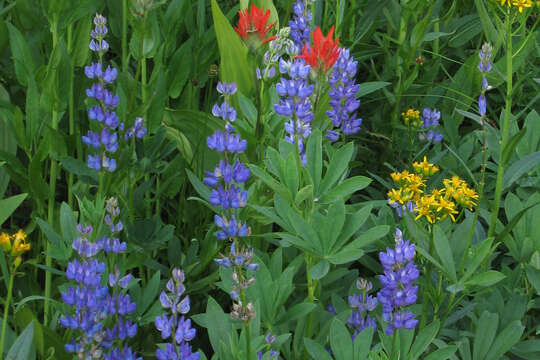 Image of broadleaf lupine