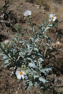 Image of flatbud pricklypoppy