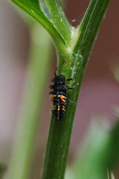 Image of Harmonia axyridis (Pallas 1773)