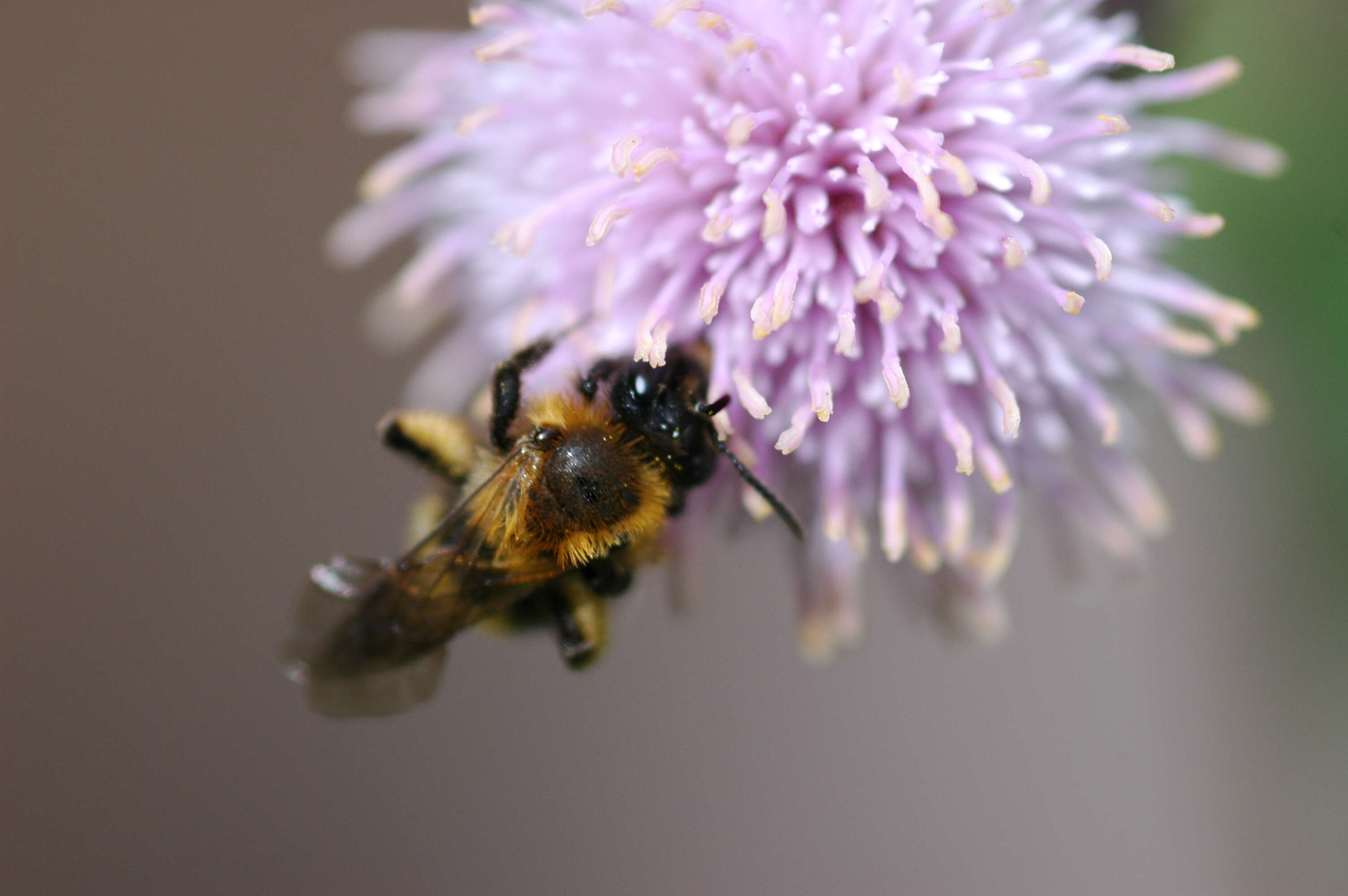 Image of Andrena bicolor Fabricius 1775