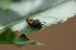 Image of Harmonia axyridis (Pallas 1773)