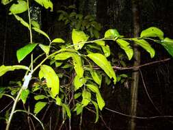 Image de Capparis arborea (F. Müll.) Maiden