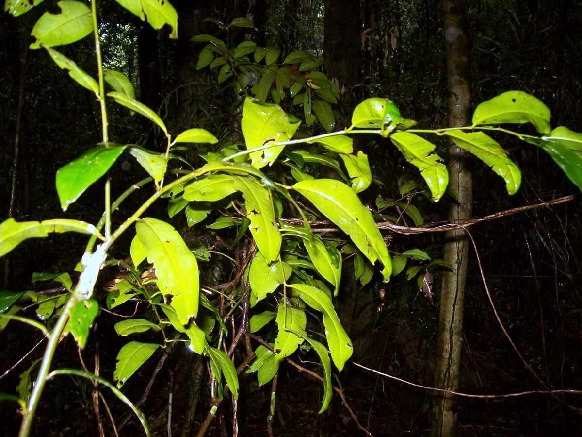 Image de Capparis arborea (F. Müll.) Maiden