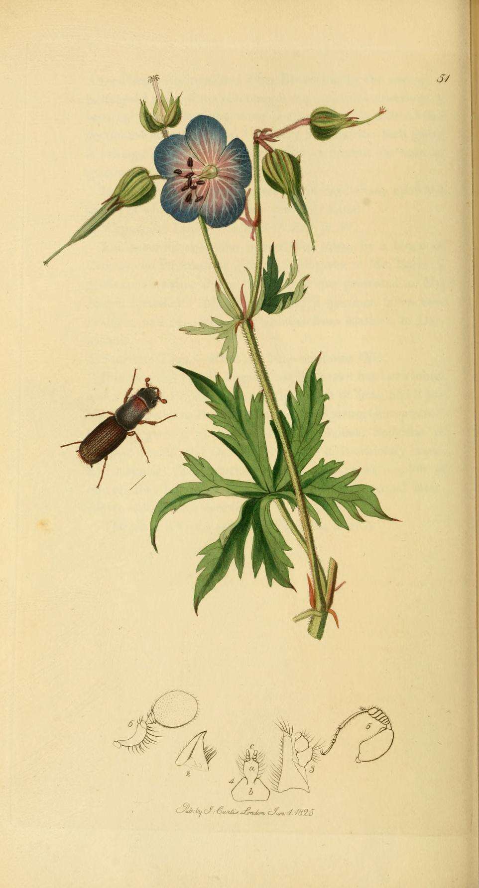 Image of Platypus cylindrus (Fabricius & J. C. 1792)