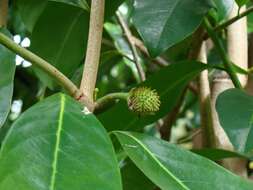 Image of soursop