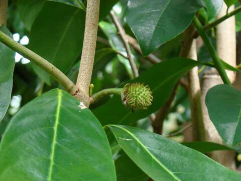 Image of soursop