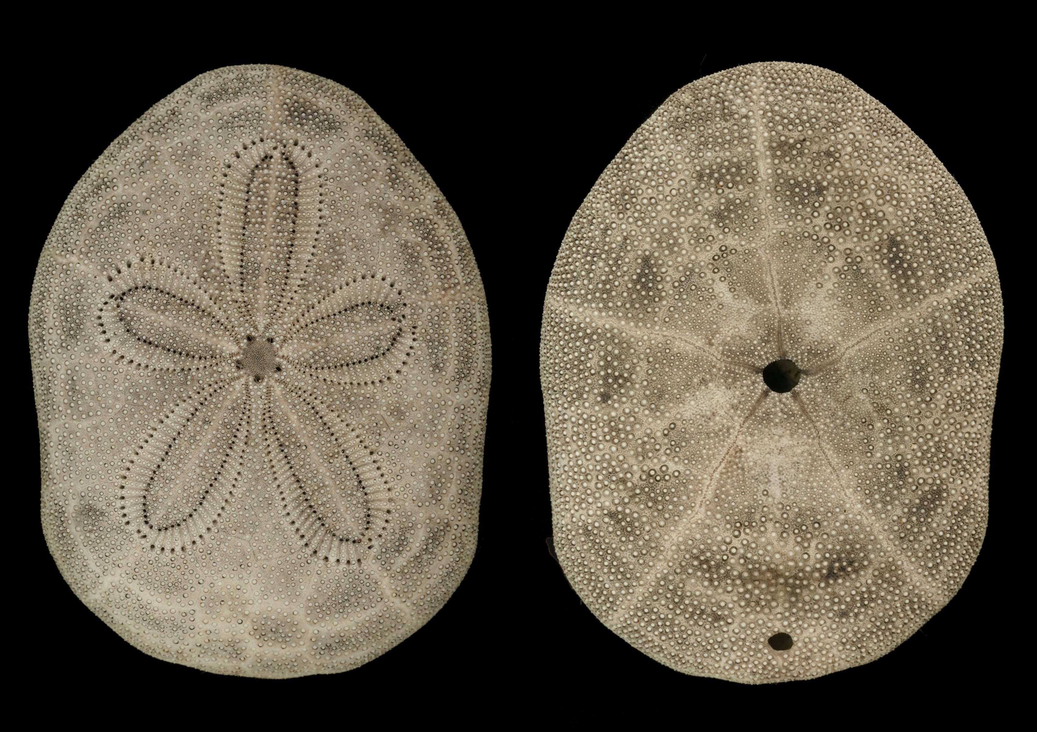 Image de Clypeaster reticulatus (Linnaeus 1758)