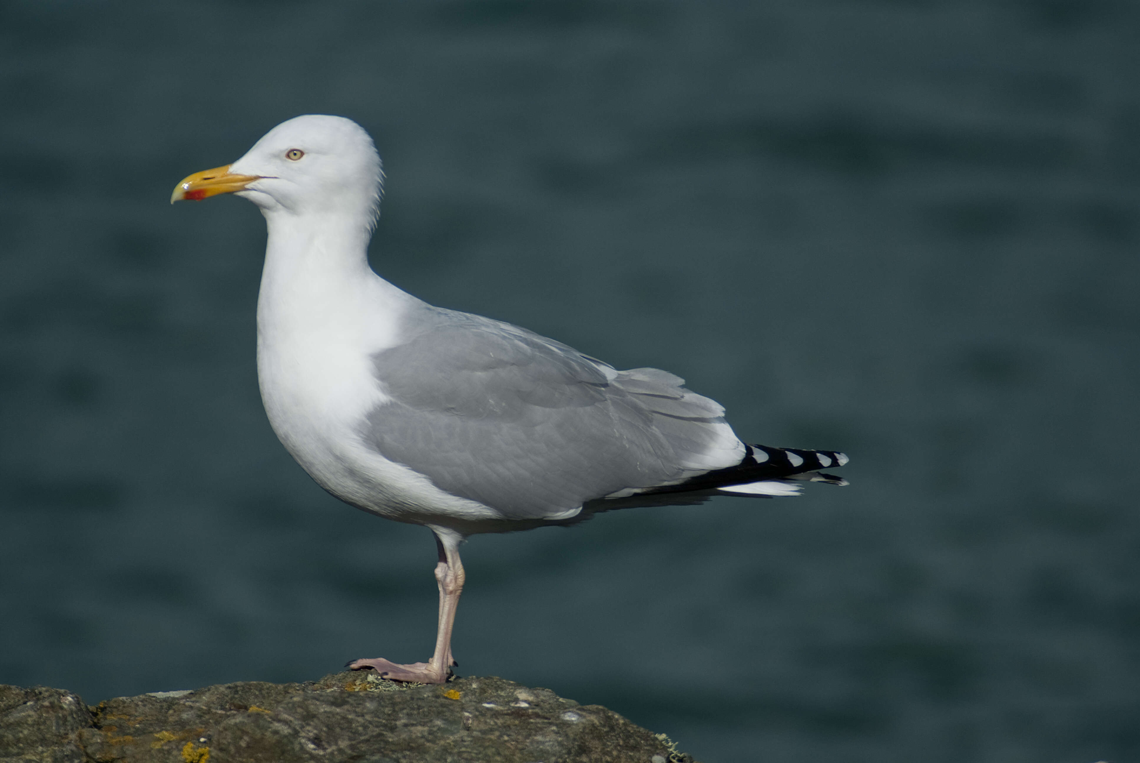 Image of European Herring Gull