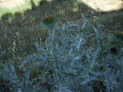 Image of Cotton Thistle