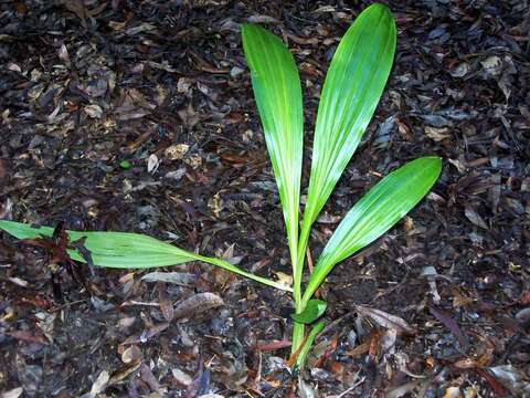 Image of Phaius tankervilleae var. australis