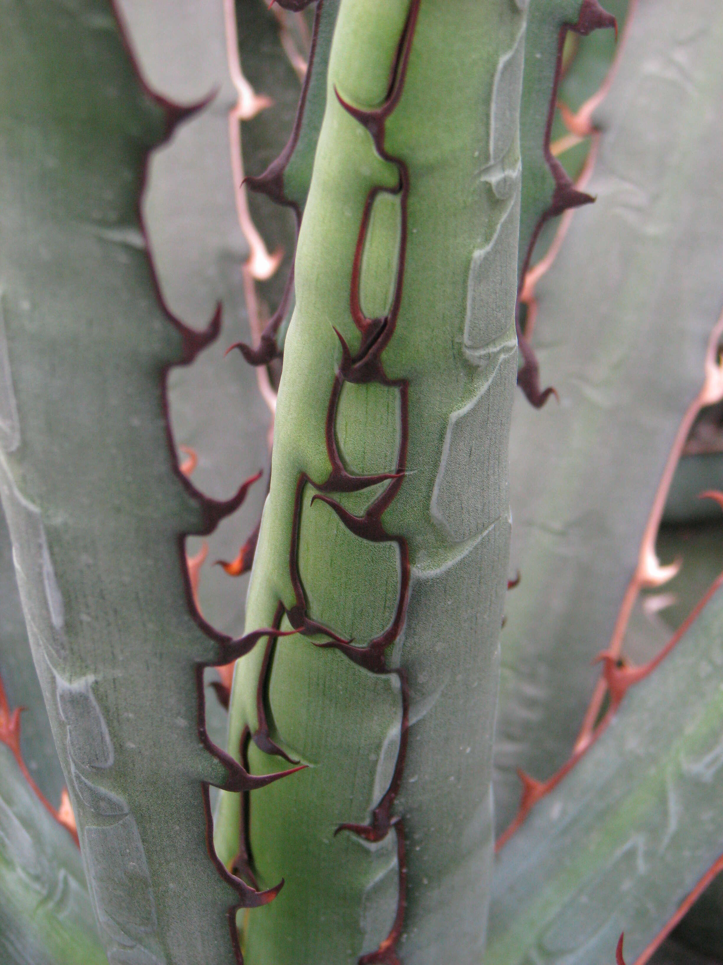 Image of McKelvey's century plant