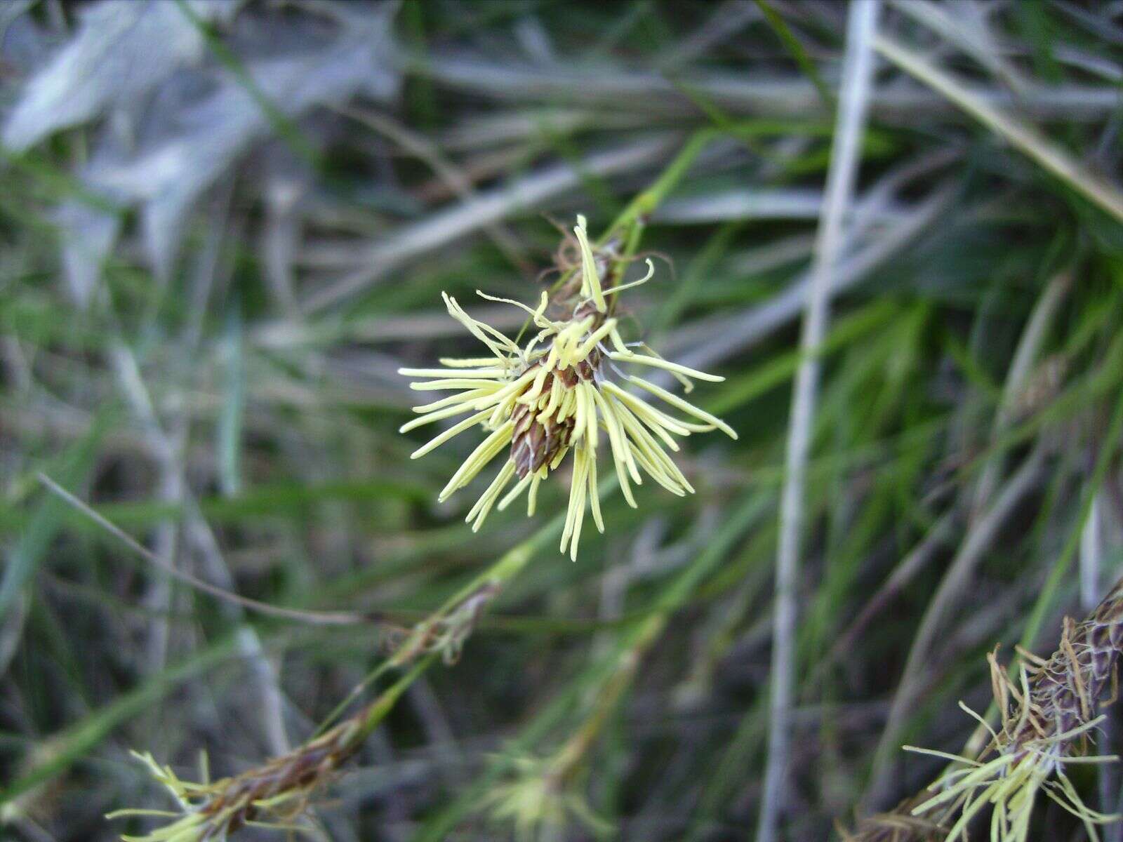 Image of Carex halleriana Asso