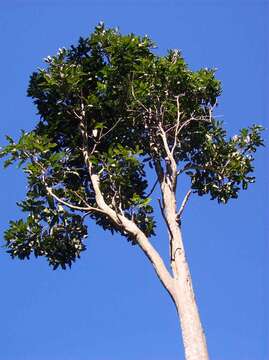 Image of Atalaya multiflora Benth.