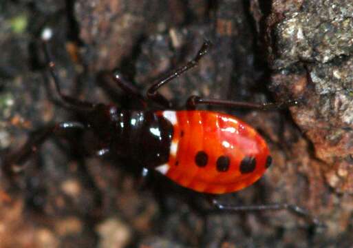 Image of <i>Dindymus versicolor</i>