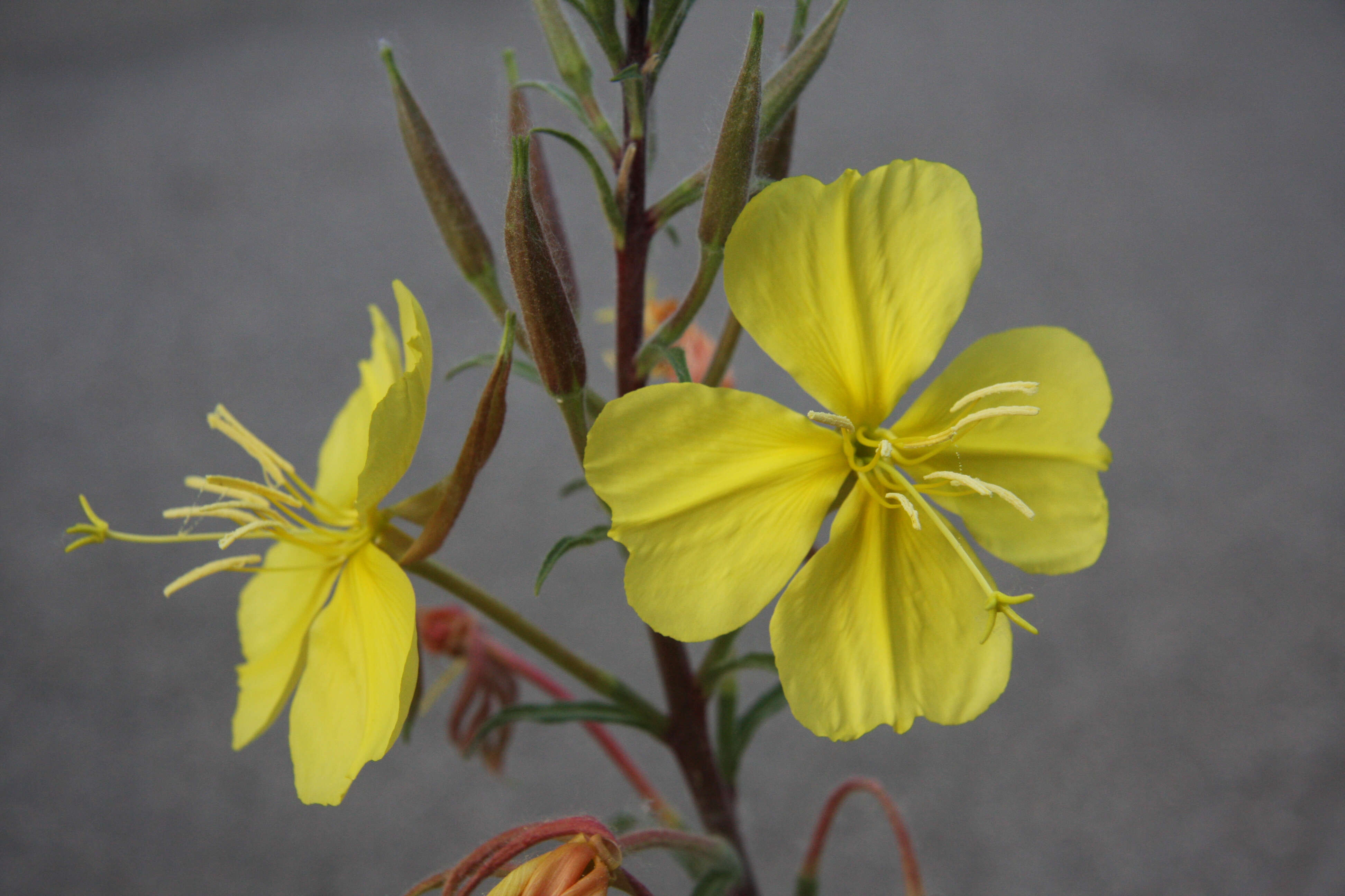 Image of Hooker's evening primrose